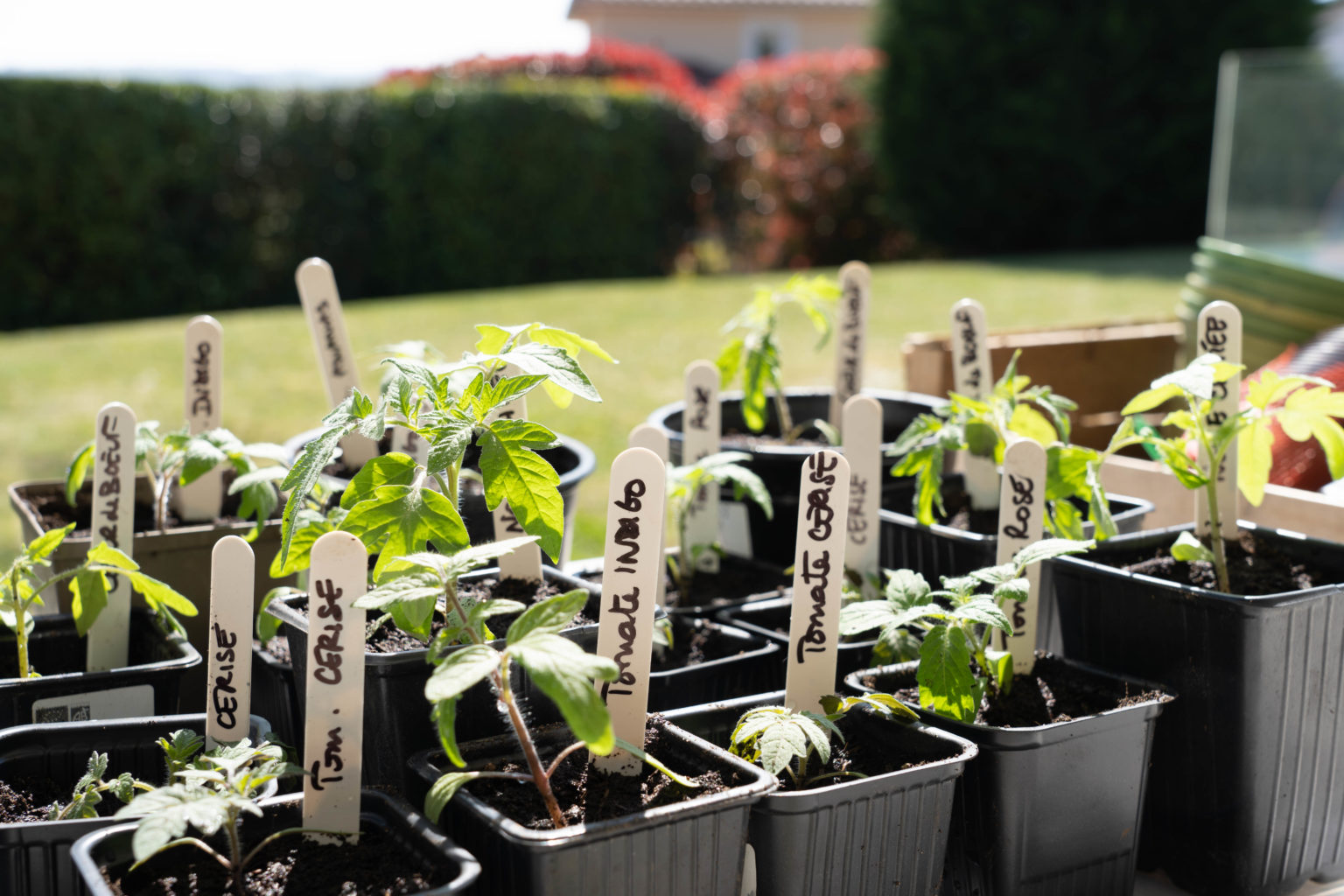 Repiquer Les Tomates En Godets Episode 2 Serfouette Binette